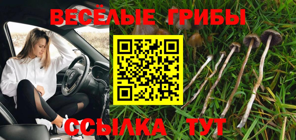 Галлюциногенные грибы Psilocybine cubensis Прокопьевск